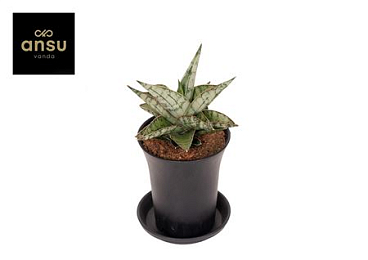 Sansevieria Comet Canoe No.3