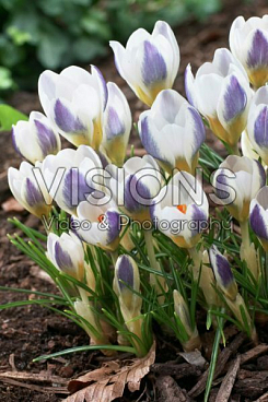 Крокус ботанический Блю Берд