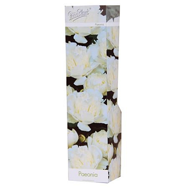 Paeonia Double White