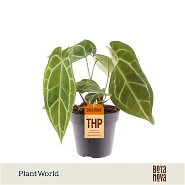 Anthurium Chrystalinnum