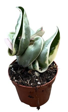 Hoya Compacta Variegata