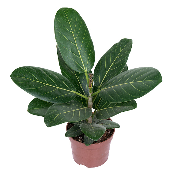 Фикус бенгаленсис Одри