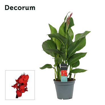Canna Kreta (decorum)