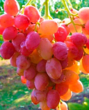 Виноград культурный Восторг красный