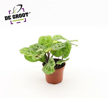 Maranta Variegata