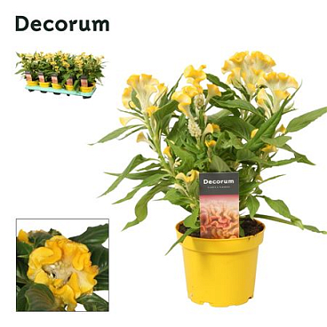 Celosia Hot Topic Yellow Label (decorum)