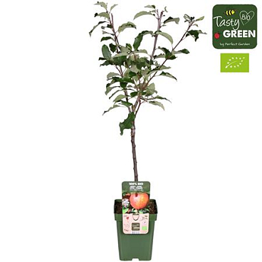 Malus Dom Gala Bio