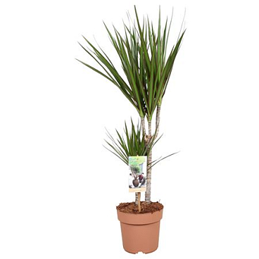 Drac Marginata 30-15