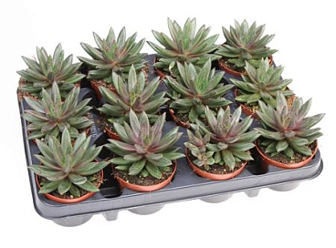 Echeveria Izar