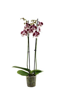 Phal 2st Bambi (vg)
