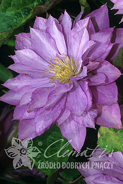 Клематис гибридный Протеус
