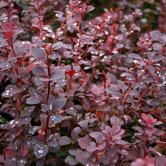 Барбарис тунберга Чоклэт Саммер