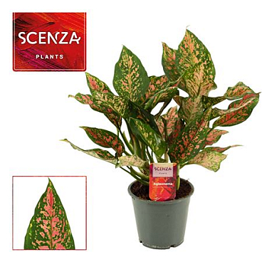 Aglaonema Unyamanee