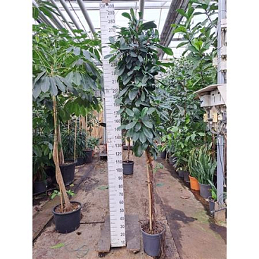 Ficus Cyathistipula Twisted Stam