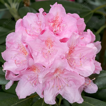 Рододендрон гибридный Хельсинки Юниверсити в тубе