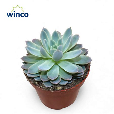 Echeveria Violet Queen