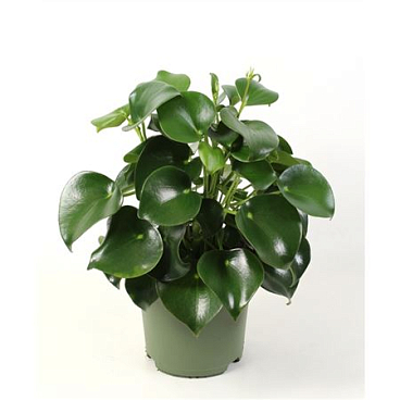 Peperomia Polybotrya Raindrop