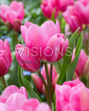 Тюльпан триумф Хэппи Фемили