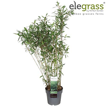 Fargesia Nitida Dark Shadow