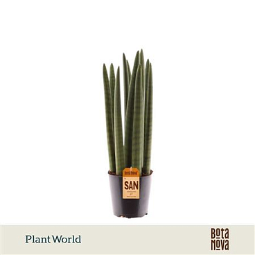 Sansevieria Cylindrica Spaghetti