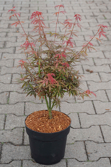 Клен веерный Джерри Шварц