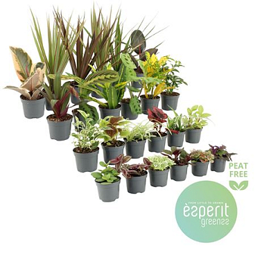Plantmix Showbox