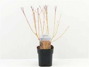 Cornus San Winter Beauty