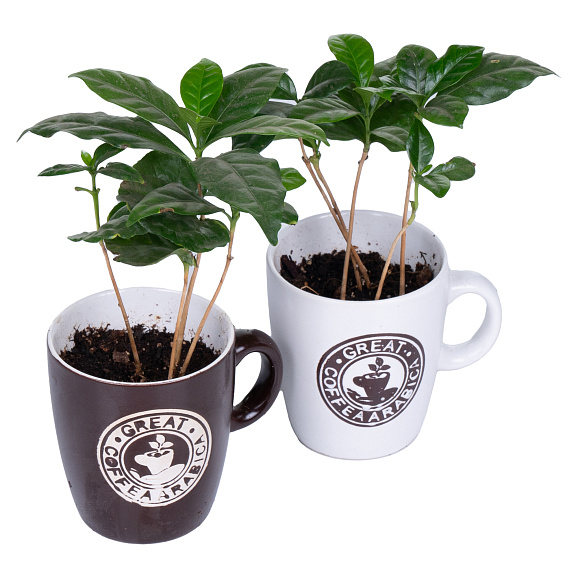 Кофе Арабика в кружке