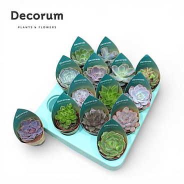 Echeveria Mix (14spc.)