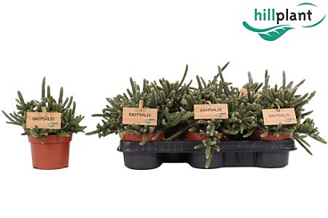 Rhipsalis Baccifera Horrida
