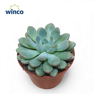 Echeveria Morning Dew