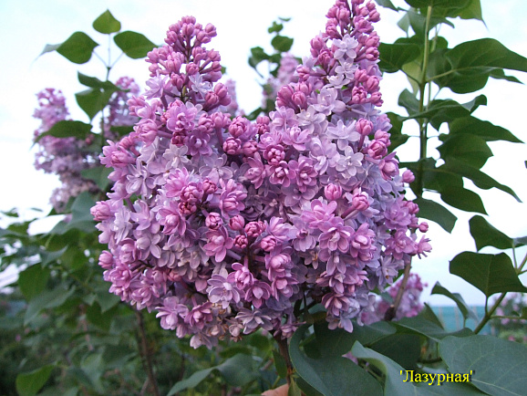Сирень обыкновенная Лазурная