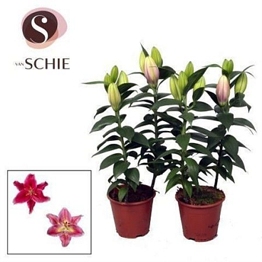 Lilium Or Pink 2pp