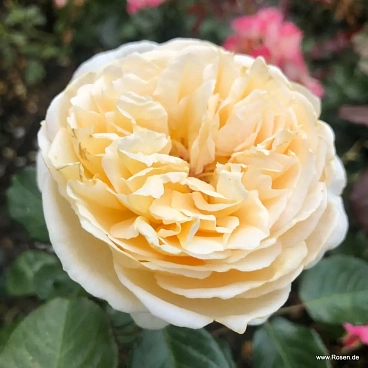 Роза чайно-гибридная Марципан