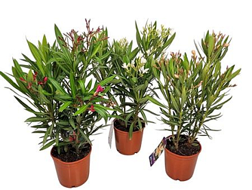 Nerium Oleander Bush Mix