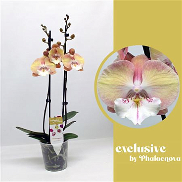 Phal 2st Tina 16+ (phalaenova)