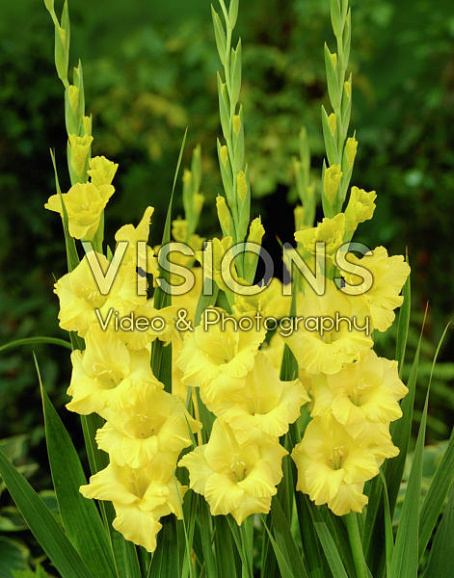 Гладиолус крупноцветковый Бананарама