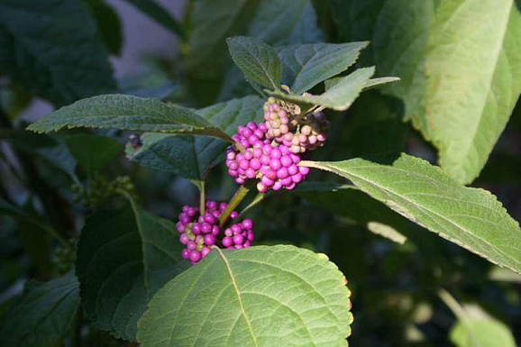 Красивоплодник бодиньера Профьюжен штамб