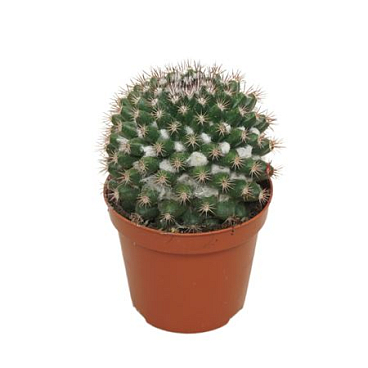 Mammillaria Voburnensis 8,5 Cm