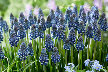 Мускари Найт Айс