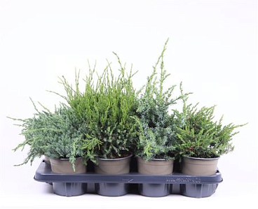 Juniperus Mix