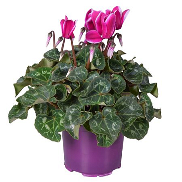 Cyclamen Super Allure Fuji Purple Ton Sur Ton