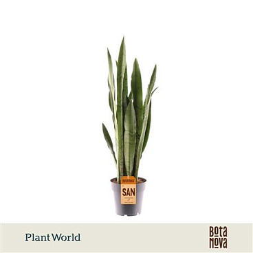 Sansevieria Spearmint