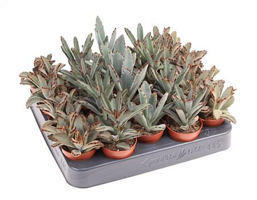 Kalanchoe Tomentosa Mix