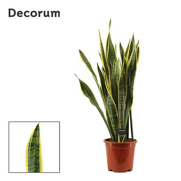 Sansevieria Laurentii (decorum)