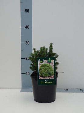 Ель канадская Альберта Глоб