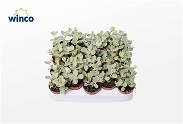 Kalanchoe Hildebrandtii