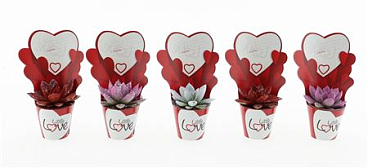 Echeveria Mix Rainbow + Little Love