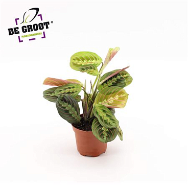 Maranta Tricolor
