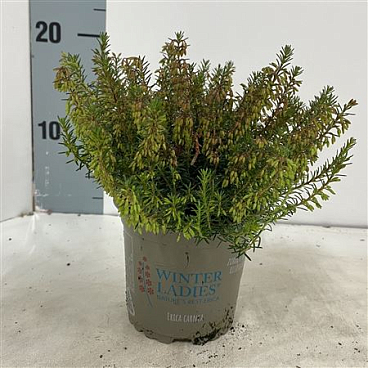 Erica Carnea Sarah Winter Ladies
